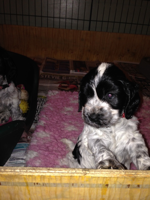 Available to Reserve - Tolewta Cocker Spaniels